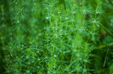 Örümcek ağına Macro çiy damlası düşer. Yeşil bulanık arka planda köpüklü bokeh olan bir damla suyu yaklaştır. Soyut yumuşak sanatsal resim.
