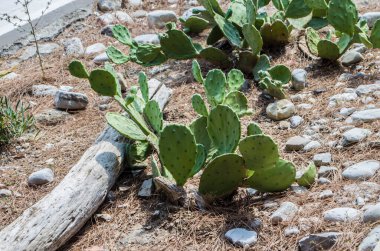 Karadağ yamaçlarında dikenli armut kaktüsü. Doğal manzara çiçekli fotoğraf..