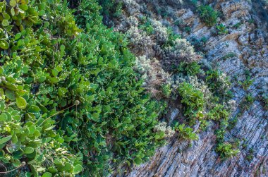 Karadağ yamaçlarında dikenli armut kaktüsü. Doğal manzara çiçekli fotoğraf..