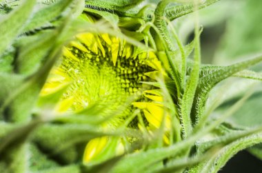 Ayçiçeği tomurcuğu. Yakın plan fabrika. Bir ayçiçeği tomurcuğunun makro çekimi.