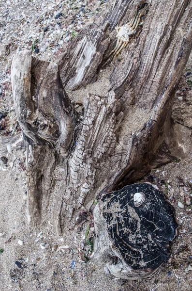 Albero Marino Con Una Texture Profondo Rilievo Materiali Fotografici Naturali — Foto Stock