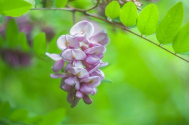 Kükreyen bir arka planda akasya pembe çiçek çalısı. Çiçekli yaz fotoğrafı..
