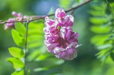Kükreyen bir arka planda akasya pembe çiçek çalısı. Çiçekli yaz fotoğrafı..