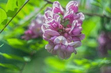 Kükreyen bir arka planda akasya pembe çiçek çalısı. Çiçekli yaz fotoğrafı..