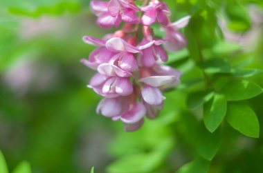 Kükreyen bir arka planda akasya pembe çiçek çalısı. Çiçekli yaz fotoğrafı..