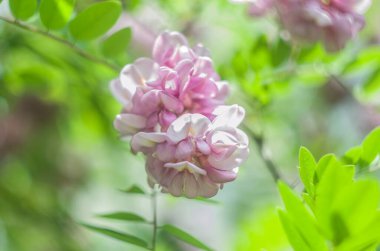 Kükreyen bir arka planda akasya pembe çiçek çalısı. Çiçekli yaz fotoğrafı..