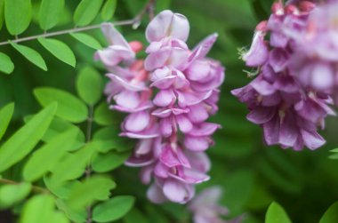 Kükreyen bir arka planda akasya pembe çiçek çalısı. Çiçekli yaz fotoğrafı..