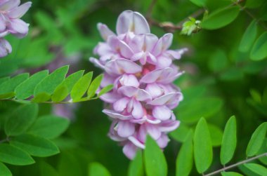 Kükreyen bir arka planda akasya pembe çiçek çalısı. Çiçekli yaz fotoğrafı..