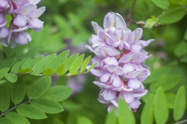 Kükreyen bir arka planda akasya pembe çiçek çalısı. Çiçekli yaz fotoğrafı..