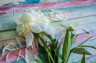 Ahşap arka planda beyaz şakayık. Çiçek arka planı.