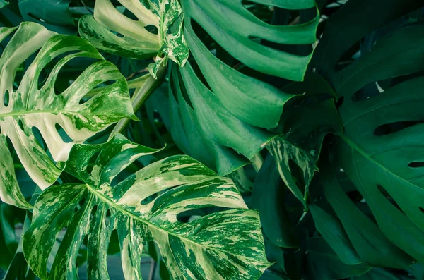 Листья Тропических Растений Монстера Фотофон — стоковое фото