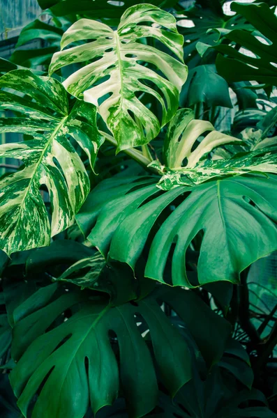 Monstera Tropische Pflanze Blätter Natürlicher Fotohintergrund — Stockfoto