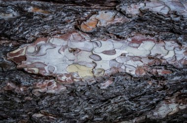 Güverte çam kabuğu doğal desenli yüzey. Doğal fotoğraf..