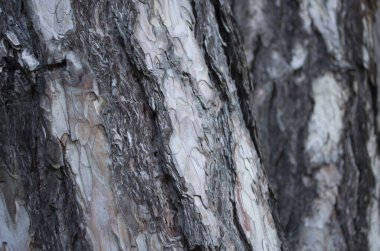 Güverte çam kabuğu doğal desenli yüzey. Doğal fotoğraf..