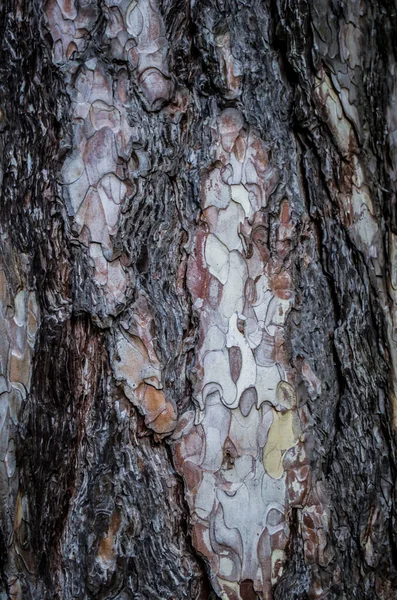 Paluba Borovice Kůra Přírodní Texturovaný Povrch Přírodní Fotografie — Stock fotografie