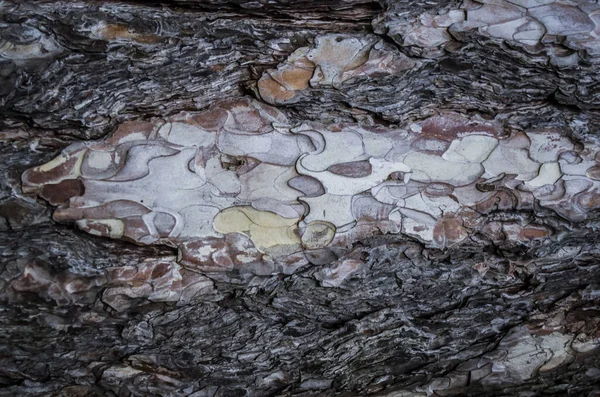 Deck Kiefernrinde Natürliche Strukturierte Oberfläche Natürliches Foto — Stockfoto