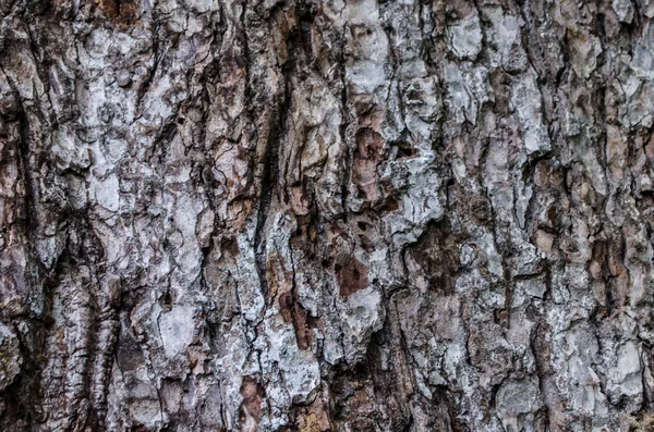 Prvek Textury Yoni Kmeni Stromu Kůra Přírodní Fotografie — Stock fotografie