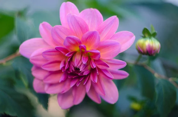 Vacker Blommande Aster Sommar Vildblomma Makro Bild Med Solsken — Stockfoto