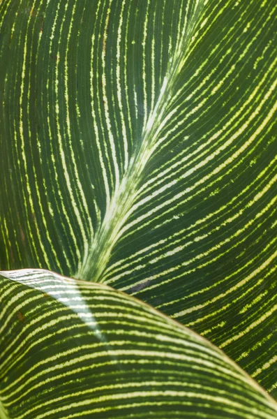 カンナ グリーンの葉の写真 縞模様の植物質 — ストック写真