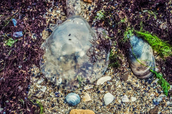 透明クラゲは紅藻と貝殻の間の砂の上にあります 自然写真 — ストック写真