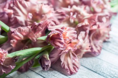 Gri desenli ahşap arka planda Gladiolus tozu renkli kül pembesi. Doğal fotoğraf..