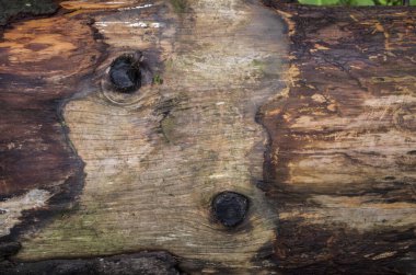 Ağaç kabuğu olmadan ıslak kütük ve güzel ahşap bir doku. Doğal fotoğraf.