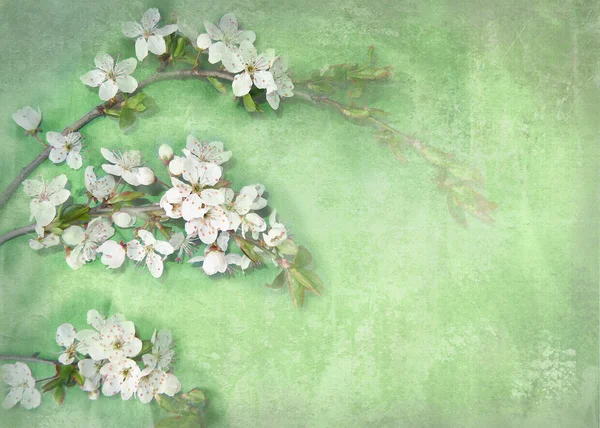 Light background with white flowers on a tree branch. May be used for a graphic art, as a greeting or gift layout, wallpaper, web template. — ストック写真