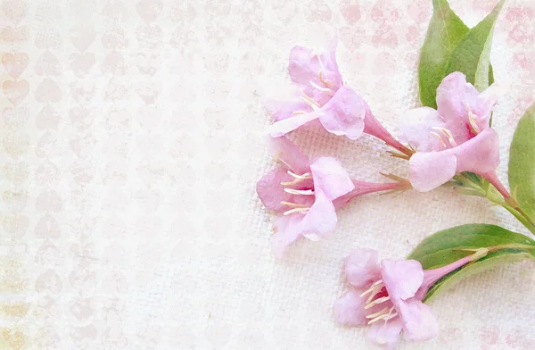 Φως με σχέδια φόντο με υφή με ροζ λουλούδια σε ένα κλαδί δέντρου. Μπορεί να χρησιμοποιηθεί για ένα γραφικών τεχνών, ως χαιρετισμό ή δώρο διάταξη, ταπετσαρία, web πρότυπο. Φρέσκο και απαλό πρότυπο. — Φωτογραφία Αρχείου