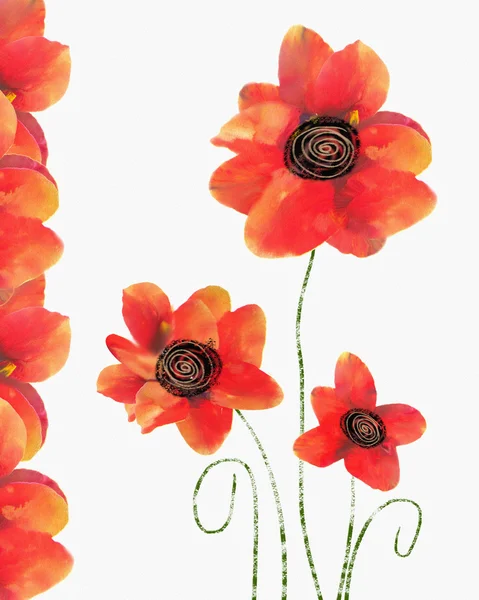 Blommig kort med isolerade röd vallmo på vit bakgrund. Handritad inbjudan. Illustration av vallmo blomma för Remembrance Day. — Stockfoto