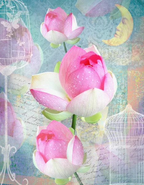 Kartpostal çiçek. Tebrik kartı peonies, hücreleri ve ay ile. Güzel pembe çiçek. Tebrik kartı kullanılabilir davet düğün, doğum günü ve diğer tatil oluyor. Mavi arka plan.