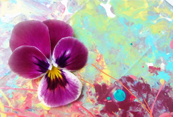 Purple heartsease on a picturesque  background with spray paint. — Stock Photo, Image