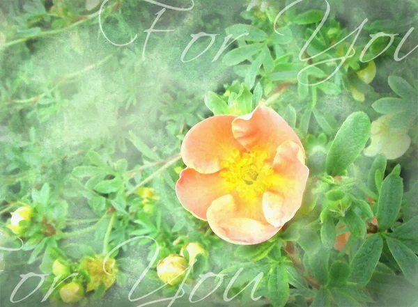 Oranžová květina s pozadím zelených rostlin. Sezónní květinové designu. Letní louka fantazie. Lze použít jako dárky, přání, pozvánky pro svatby, narozeniny, jiný svátek děje. — Stock fotografie