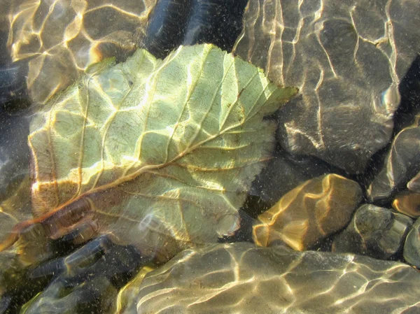 Kameny a list pod průhlednou vodou. A zblízka vody vztahuje, rozmazané kameny a listy v koryto řeky. Abstraktní pozadí. — Stock fotografie