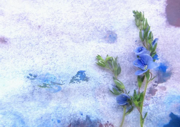 Blue spring flower on a watercolor background. Flowers on a snow — Stock Photo, Image