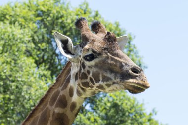 Bir zürafanın kafası.