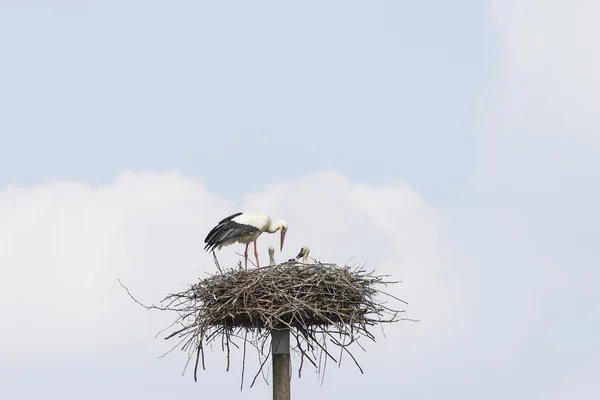 Dva čápi v hnízdě — Stock fotografie