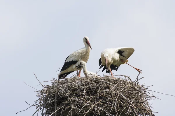 Deux cigognes dans le nid — Photo