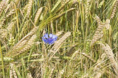 Bazı Peygamber bahar sezonu