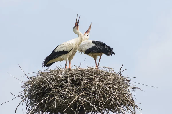Zwei Störche im Nest — Stockfoto