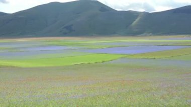 Çiçekli düz Castelluccio, İtalya