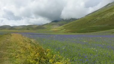 Çiçekli düz Castelluccio, İtalya