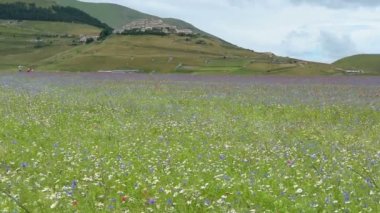 Çiçekli düz Castelluccio, İtalya