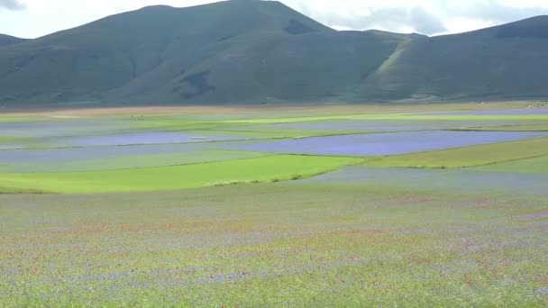 Bloei in de vlakte van Castelluccio, Italië — Stockvideo