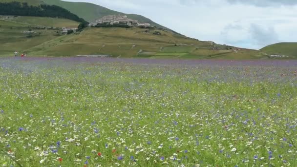 Blüht in der ebene von castelluccio, italien — Stockvideo