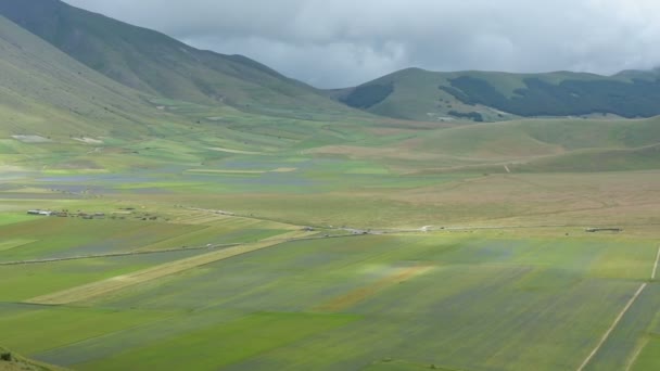 Bloei in de vlakte van Castelluccio, Italië — Stockvideo