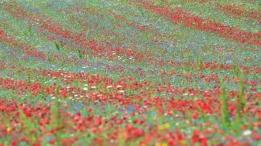 Çiçekli düz Castelluccio, İtalya