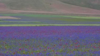 Çiçekli düz Castelluccio, İtalya