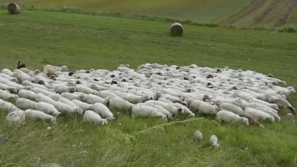 Stado owiec — Wideo stockowe