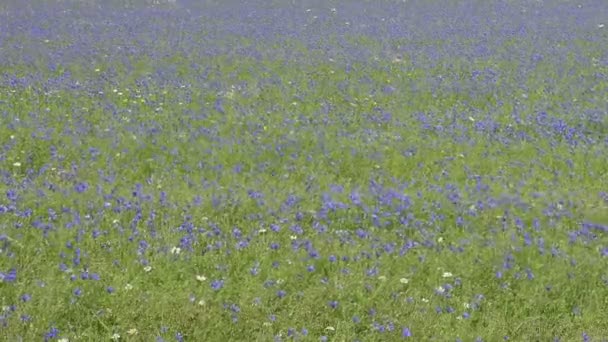 Floração na planície de Castelluccio, Itália — Vídeo de Stock