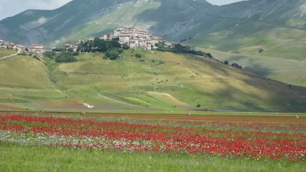 Blomning i oformaterad Castelluccio, Italien — Stockvideo